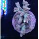Acropora Millepora Rainbow