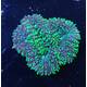 Symphyllia spp. (Green)