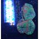 Symphyllia spp. (Green) 1