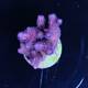 Pocillopora Verrucosa Pink (frag)