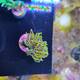 Euphyllia Glabrescens Golden Torch