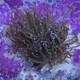 Euphyllia Cristata (Joker)