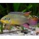 Pelvicachromis Kribensis Ndonga S/M