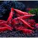 Neocaridina Davidi Red Fire