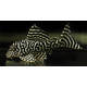 L333 Hypancistrus sp. (Maze Zebra Pleco) L