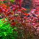 Stoffels Ludwigia palustris 'Super Red' Stoffels Ludwigia palustris 'Super Red'