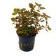 Stoffels Ludwigia palustris 'Super Red' Stoffels Ludwigia palustris 'Super Red'