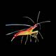 Lysmata amboinensis (Mixed)