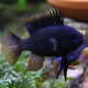 Mikrogeophagus Ramirezi Black M