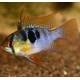 Papiliochromis Ramirezi German Blue 2-2.5cm