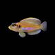 Lambrologus Ocellatus Gold M