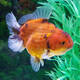 Carassius Auratus Lion Head Shorttail Mix XXL
