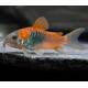 Corydoras Venezuela Orange