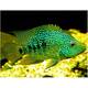 Texas Cichlid 3-3.5cm