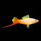 Xiphophorus Helleri Marigold M
