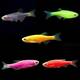 Zebra Danio Neon Colour M Zebra Danio Neon Colour M
