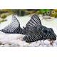 Hypancistrus sp. L260 M/L