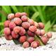 Clithon Sowerbianum ''Pink Lady'' S