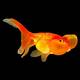 Carassius Auratus Bubble Eye Red 7-8 cm