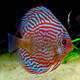 Symphysodon Aequifasciatus Red Turquoise 12,5-14cm