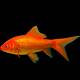 Carassius Auratus Sarasa 4-7cm