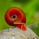 Ramshorn Snail Red XL