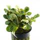 Stoffels Bucephalandra Malawi Pink Stoffels Bucephalandra Malawi Pink