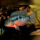 Thorichthys Meeki Firemouth Cichlid 5-6cm
