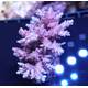 Acropora sp 20