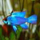 Mikrogeophagus Ramirezi Electric Blue M