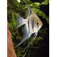 Pterophyllum Peru Red Spotted XL
