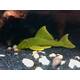 L200 Hemiancistrus Subviridis M