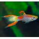Poecilia Wingei Yellow Laser Tail (M/F) M